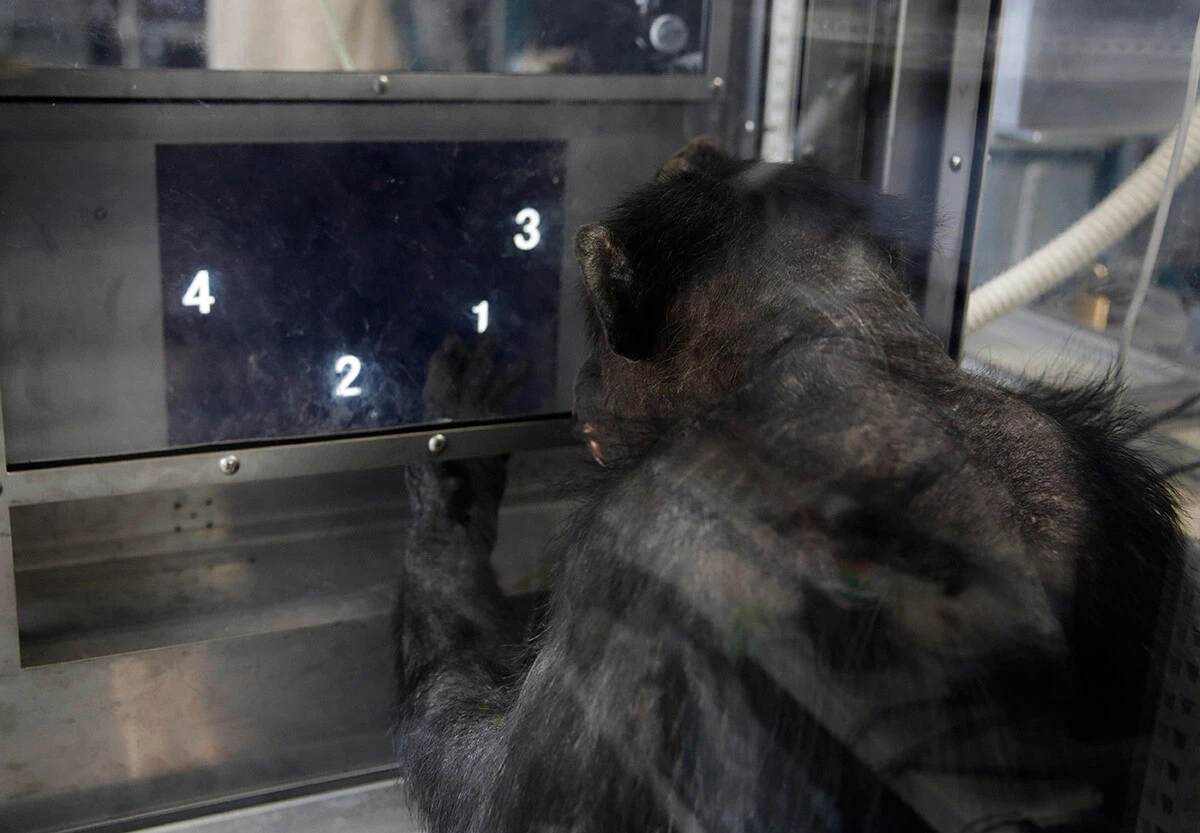 霊長研ではアイに限らず、さまざまなチンパンジーの認知能力が調べられた。その成果のひとつとして、チンパンジーは数が理解できることが示された