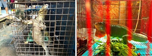 市場の奥の方では、鳥類以外も売られていた。は虫類。