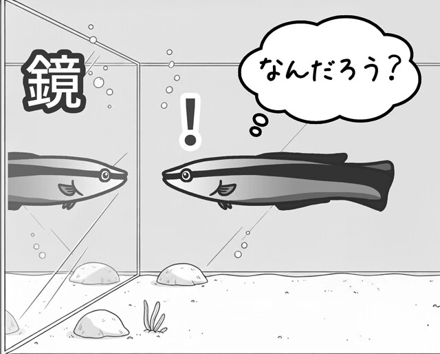 幸田先生が行なった魚の自己認知を示す実験