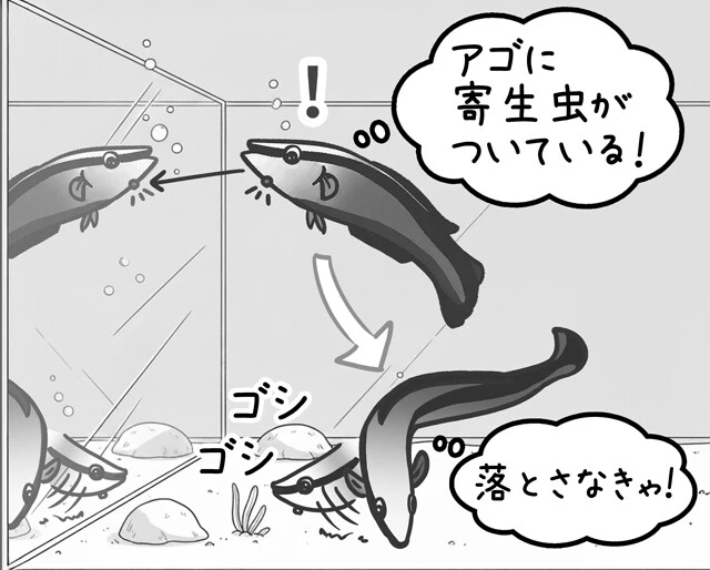 ホンソメワケベラに鏡を提示すると最初は他個体が縄張りに侵入したと思って攻撃する。ところが自分とまったく同じ行動をすることから、やがて鏡像が自分自身であることに気づく。喉にマークをつけると、寄生虫だと思って砂にこすりつける行動も見られる