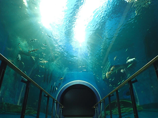 日本の淡水魚水族館としては最大級の「トンネル水槽」。琵琶湖の魚たちが泳ぐ様子を下から眺められる