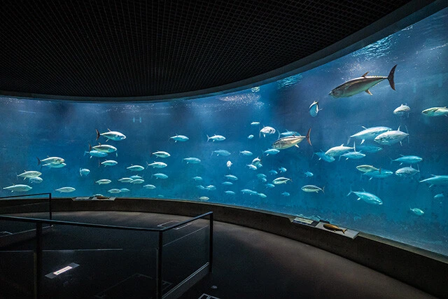 目玉のひとつであるクロマグロが群れで泳ぐ様子を観察できる、2200tのドーナツ形水槽「アクアシアター」