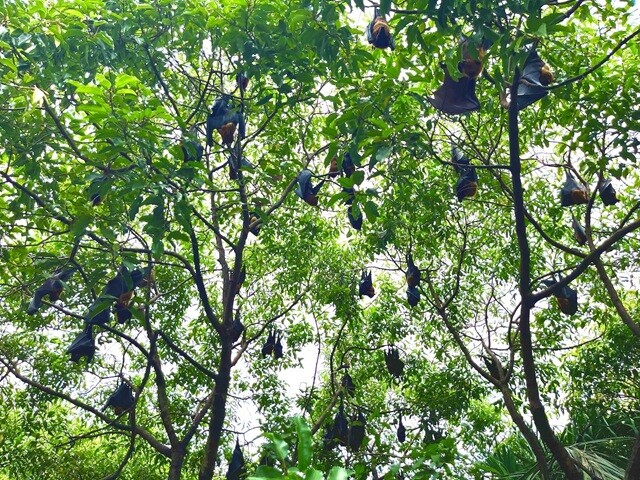 「ワットポー・バーンクラー」のある木に住み着く無数のコウモリ。ちょっと見づらいが、写真の黒い塊は全部コウモリ。