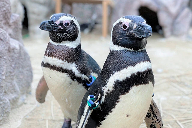 1階にある「マゼランペンギンミュージアム」には、100羽を超えるペンギンたちがいる。飼育数は日本一だ
