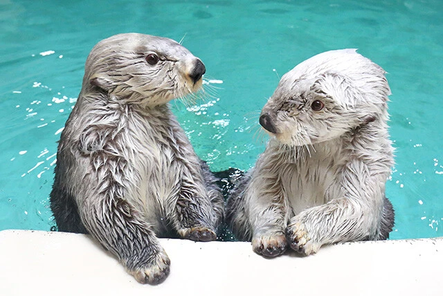 ラッコのキラ（左）とメイ（右）。1日3回のお食事タイムは大人気だ（写真提供／鳥羽水族館）