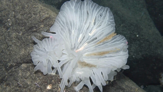 七曜海山列で発見された「ガラス海綿の中に住む新種のゴカイ」　中央部の白く光っているものがそのゴカイだ（The Nippon Foundation-Nekton Ocean Census／©JAMSTEC）