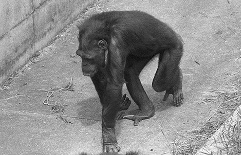 "天才チンパンジー"アイが人類に遺したもの