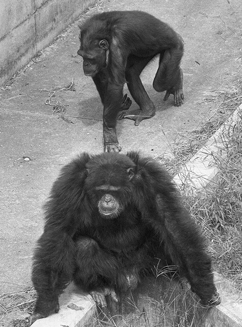 アイ（奥）は2000年に、人工授精によってアユムを出産した。父は同所内のチンパンジー・アキラ（手前）